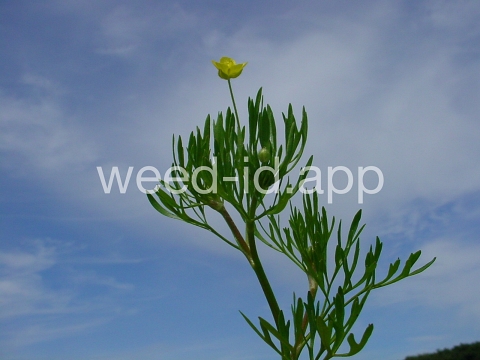 buttercup, corn